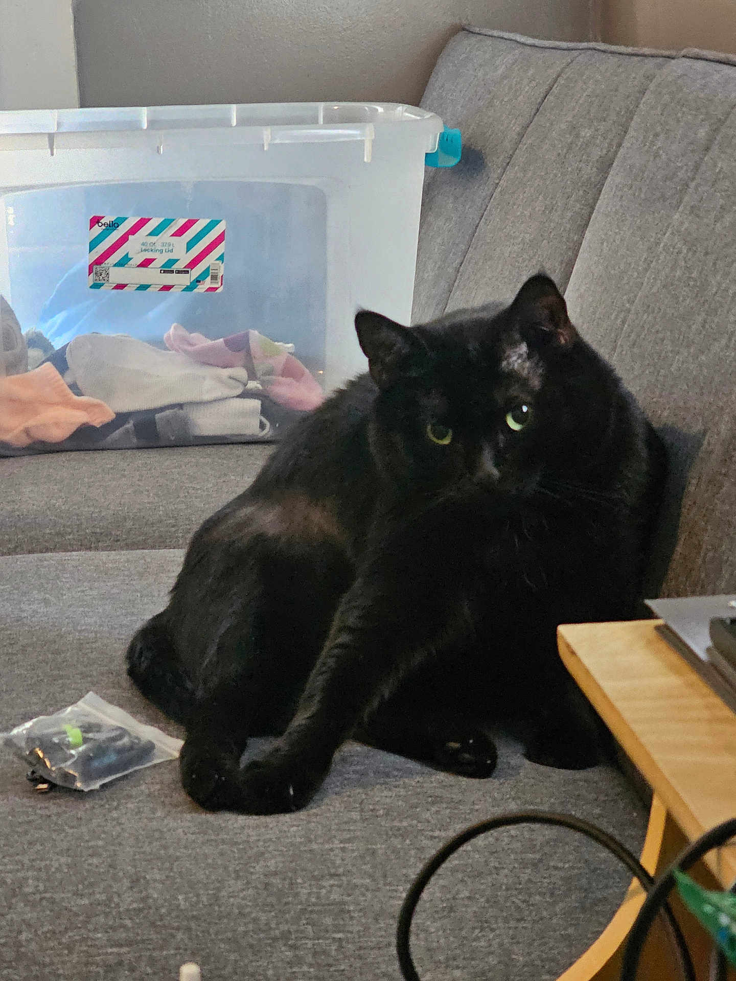Mowmow is registered to the contest to win money with this photo: black_cat, cat, pet, animal, feline, couch, sofa, furniture, indoor, plastic_bin, clothing, storage, bag, curious, paw, stretching, side_table, cable, cozy, home