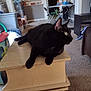 Mowmow is registered to the contest to win money with this photo: cat, black_cat, furniture, wooden_table, living_room, carpet, pet, indoor, animal, side_table, household_items, folding_chairs, curious, domestic_cat, resting, looking_away, cozy, home, relaxed, table
