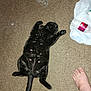 black_cat, cat, carpet, floor, pet, animal, lying_down, relaxed, paw, tail, plastic_bottle, foot, barefoot, indoor, feline, clutter, trash, domestic_animal, resting, fur