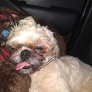 Mr.myers joined the competition — help win amazing prizes! animal, blanket, brown, canine, car_interior, closeup, collar, companion, cute, dog, fluffy, fur, indoors, laying_down, pet, portrait, relaxed, seat, tongue_out, white