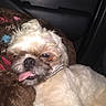 dog, pet, fluffy, tongue_out, blanket, car_interior, relaxed, closeup, fur, collar, brown, white, cute, animal, companion, seat, laying_down, indoors, portrait, canine
