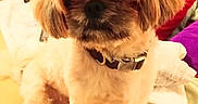 Mr.myers joined the competition — help win amazing prizes! animal, bed, blanket, collar, comfort, cozy, curtain, cute, dog, fluffy, fur, furniture, home, indoor, mirror, pet, pillow, resting, sleepy, small_dog