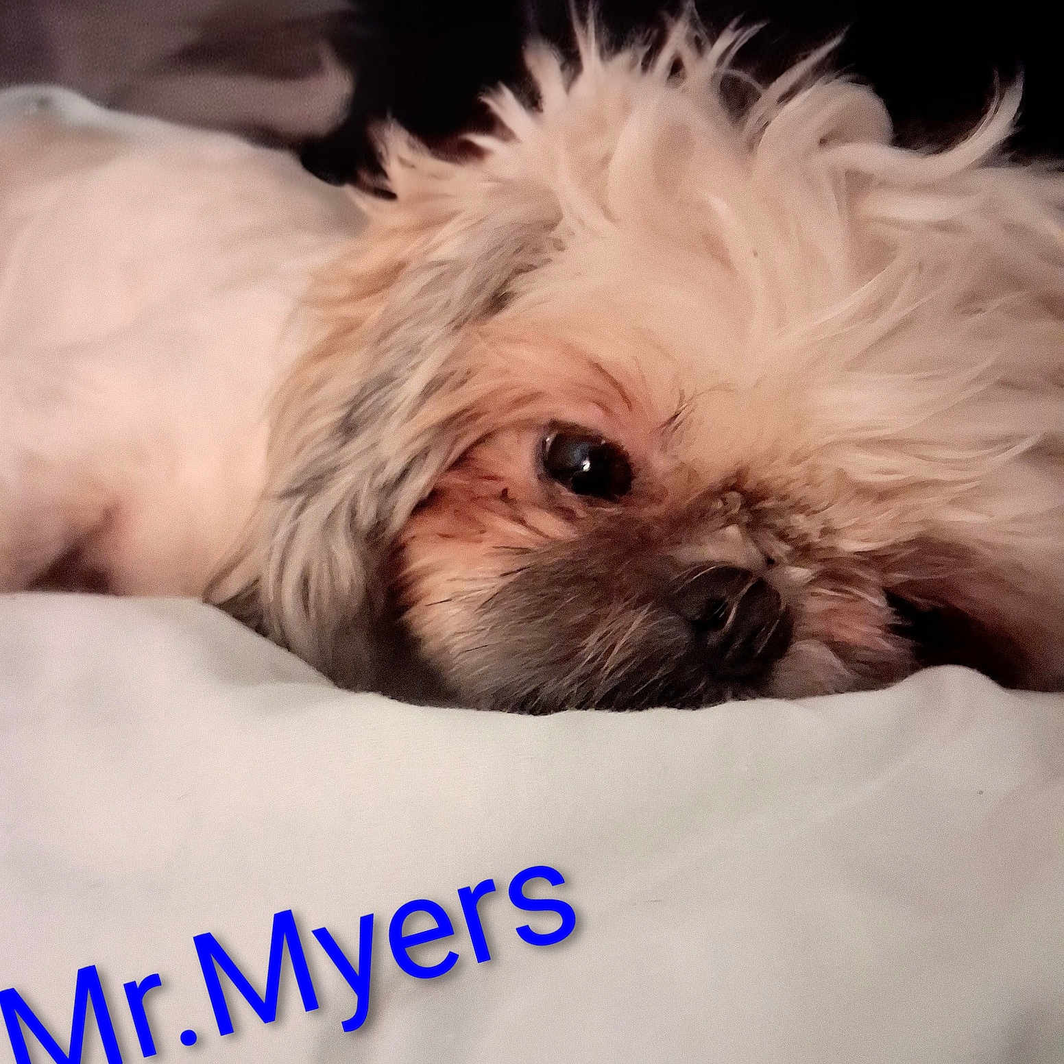 Mr.myers