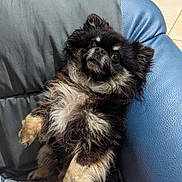 Pasko participe au concours pour gagner de l'argent avec cette photo : dog, fluffy, black, tan, pet, indoor, chair, leather, blanket, fur, cute, animal, relaxed, looking_up, paw, cozy, companion, small_dog, home, resting