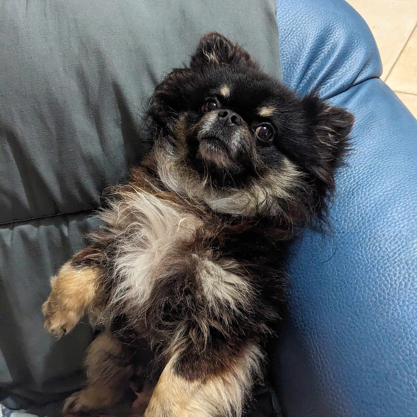 Pasko participe au concours pour gagner de l'argent avec cette photo : animal, black, blanket, chair, companion, cozy, cute, dog, fluffy, fur, home, indoor, leather, looking_up, paw, pet, relaxed, resting, small_dog, tan
