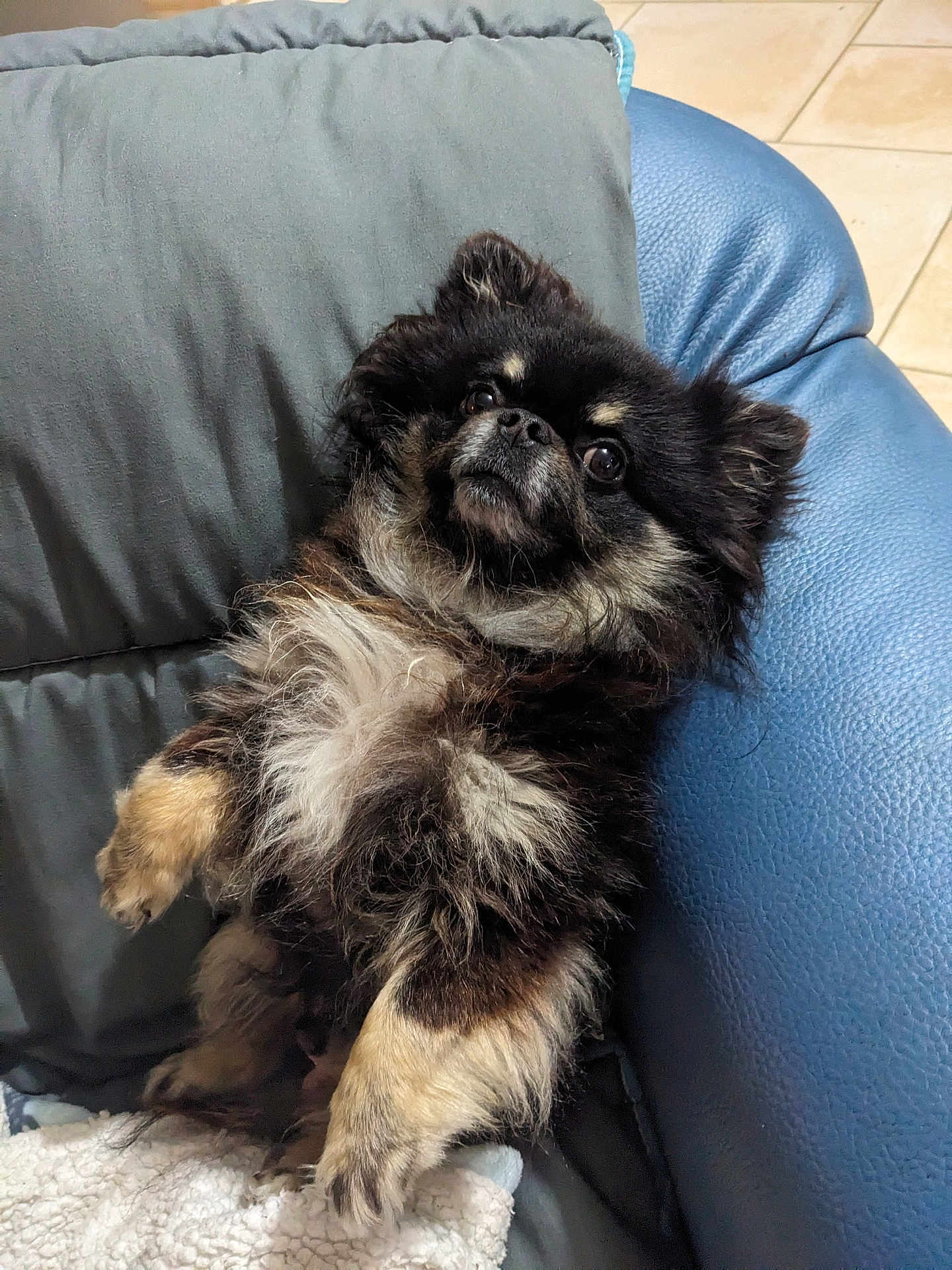 Pasko participe au concours pour gagner de l'argent avec cette photo : dog, fluffy, black, tan, pet, indoor, chair, leather, blanket, fur, cute, animal, relaxed, looking_up, paw, cozy, companion, small_dog, home, resting