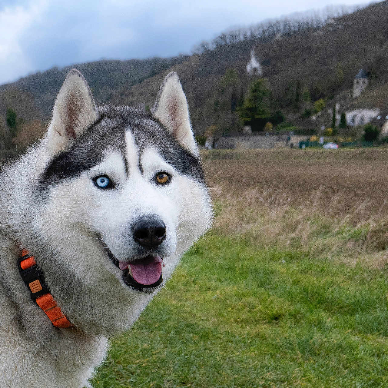 Pleupleu participe au concours pour gagner de l'argent avec cette photo : animal, bodypart, canine, car, dog, eskimodog, grass, husky, mouth, nature, outdoors, person, pet, plant, puppy, snow, tongue, transportation, vehicle, whitedog