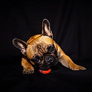 Violette a rejoint le concours — aidez-le/la à gagner de superbes lots ! dog, french_bulldog, pet, animal, playing, toy, ball, brown, black_background, cute, closeup, paw, ears, face, looking_up, indoor, studio, portrait, small_dog, expression