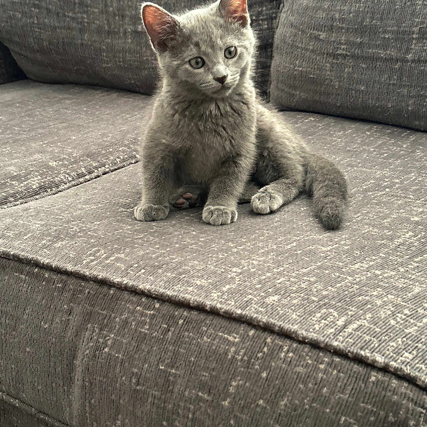 Azriel