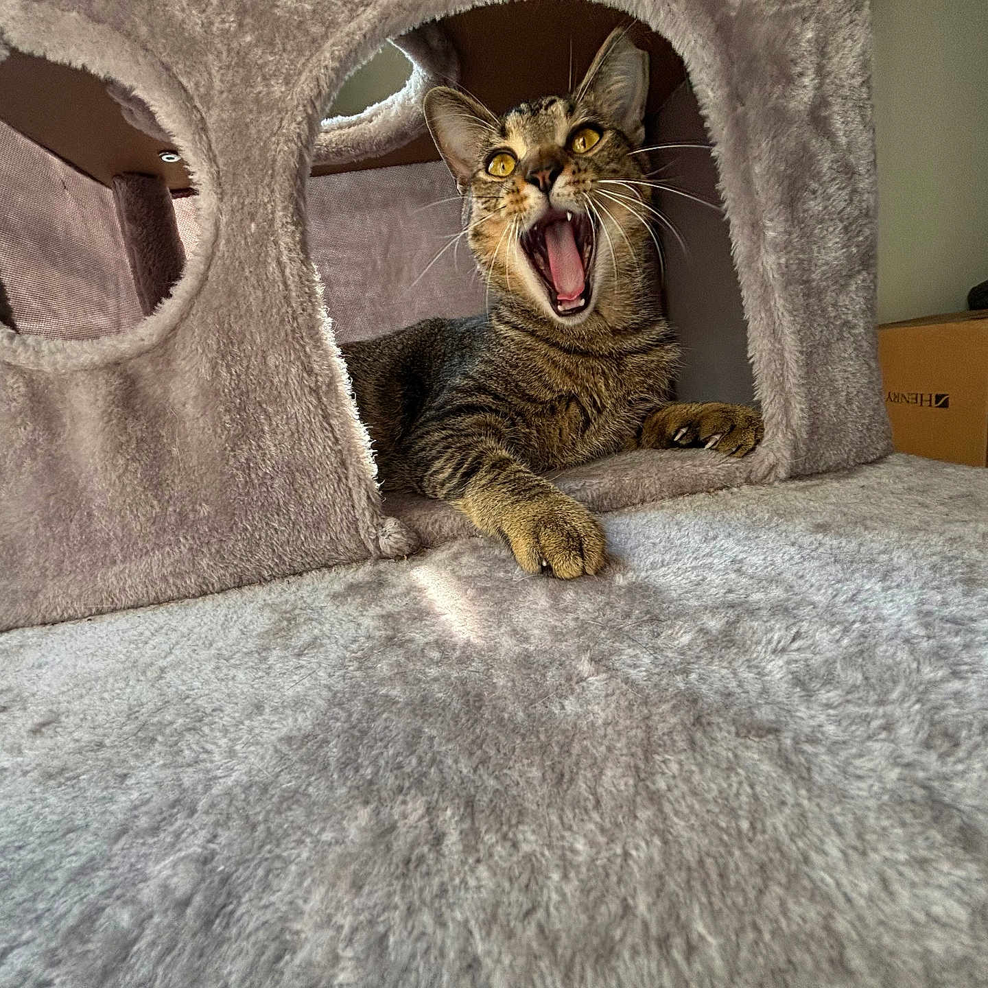 Squirt is registered to the contest to win money with this photo: abyssinian, animal, architecture, bodypart, box, building, cat, chair, couch, cushion, furniture, homedecor, indoors, kitten, manx, mouth, outdoors, person, pet, shelter