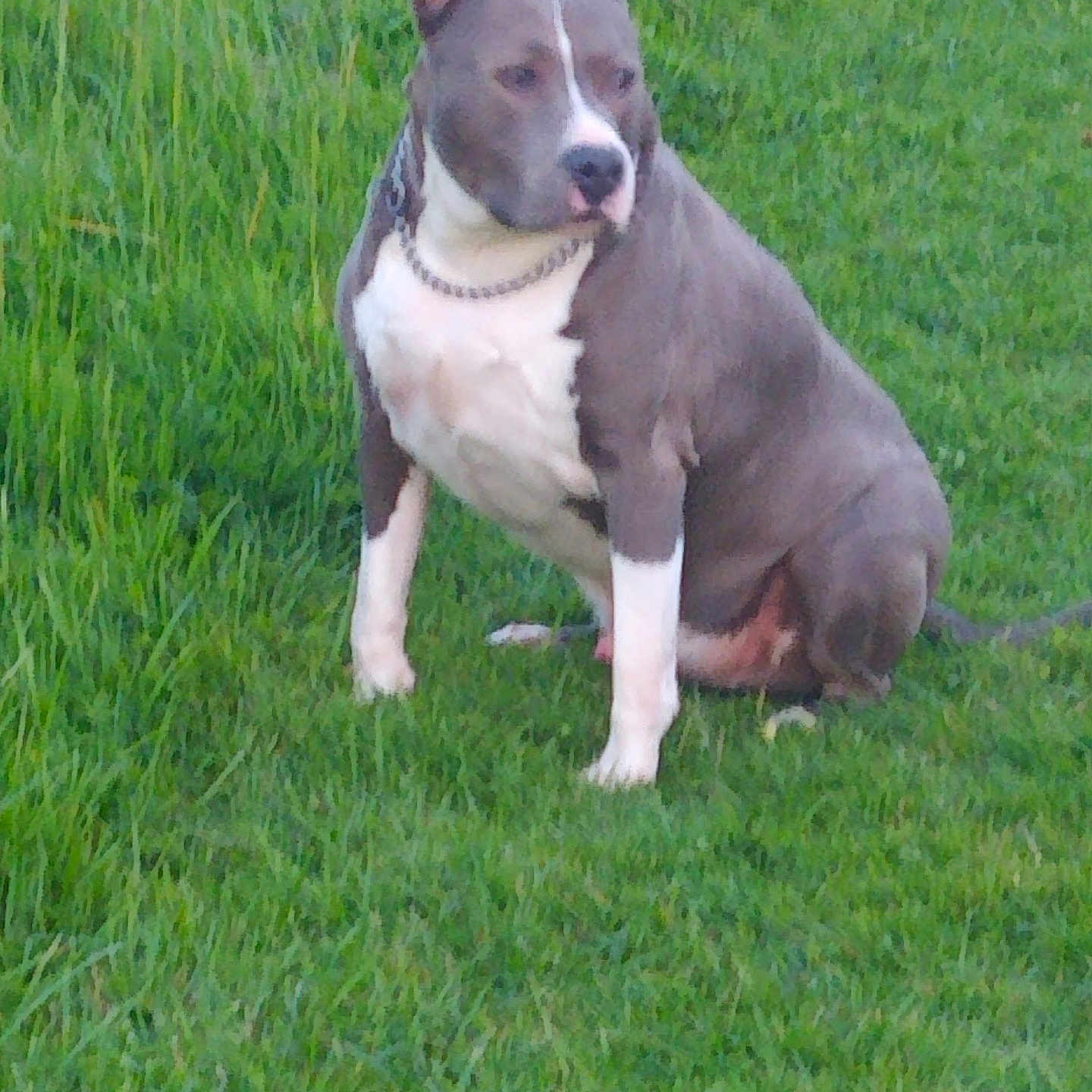 Marley participe au concours pour gagner de l'argent avec cette photo : accessories, animal, bostonbull, boxer, bulldog, canine, dog, frenchbulldog, grass, hound, husky, lawn, leash, pet, pitbull, plant, puppy, snout, strap, terrier