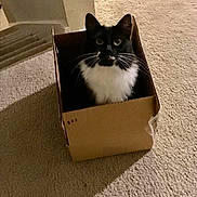 Oreo joined the competition — help win amazing prizes! black_and_white, box, cardboard_box, carpet, cat, curiosity, cute, ears, eyes, feline, floofy, household, indoor, looking_up, pet, portrait, sitting, stairs, tuxedo_cat, whiskers