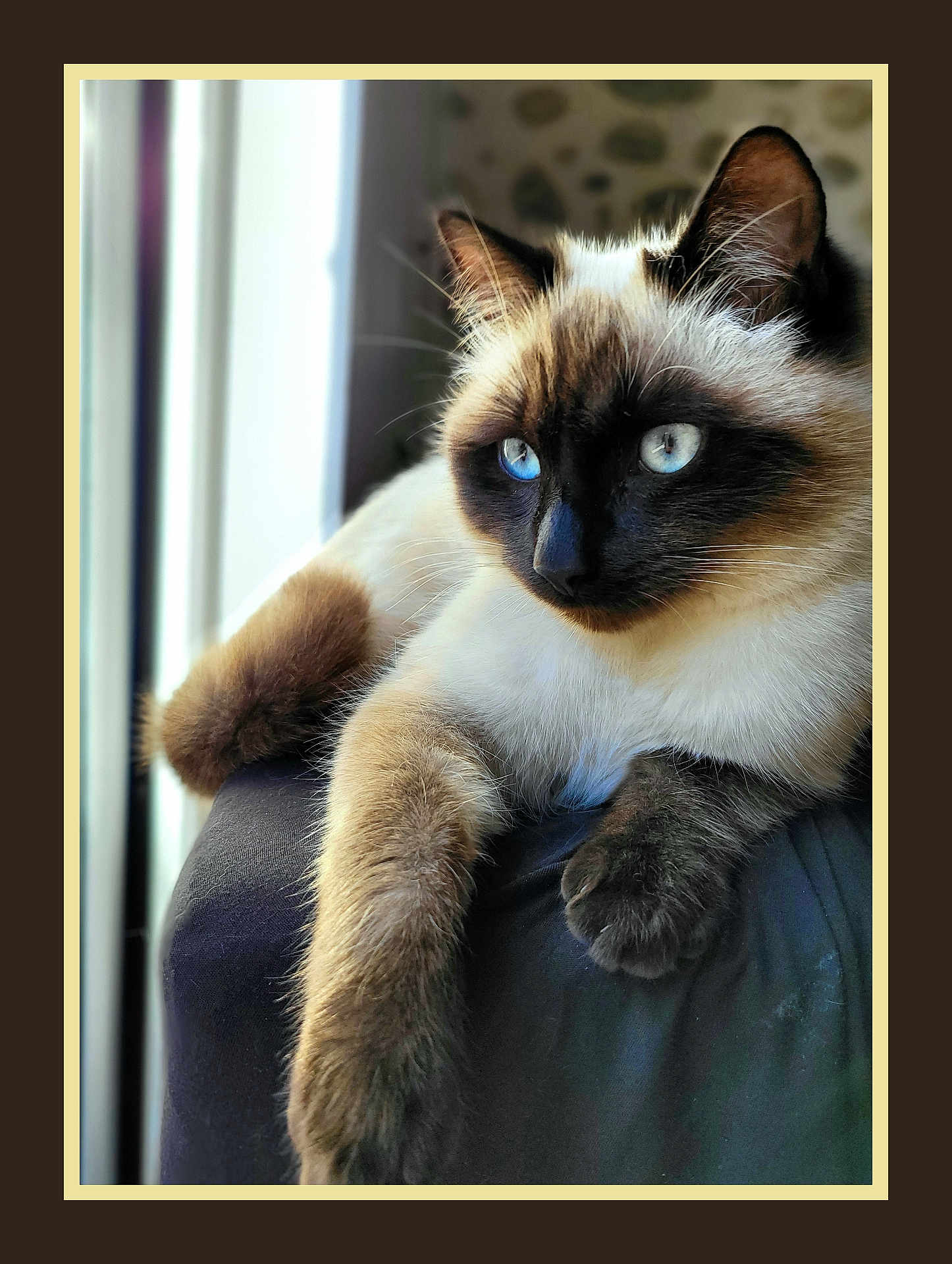 Sun a rejoint le concours — aidez-le/la à gagner de superbes lots ! cat, siamese_cat, blue_eyes, fur, whiskers, window, indoor, pet, animal, relaxed, close_up, portrait, soft_light, feline, resting, paw, face, ears, blurred_background, natural_light