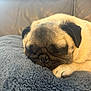 dog, pug, sleeping, blanket, cozy, pet, fur, paw, closeup, resting, cute, animal, indoor, soft, relaxed, face, wrinkles, mammal, couch, comfort