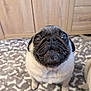 Daisy is registered to the contest to win money with this photo: dog, pug, pet, close_up, indoor, cute, animal, canine, face, portrait, fur, whiskers, blanket, pattern, floor, looking_up, small_dog, companion, domestic_animal, wooden_cabinet