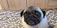 Daisy is registered to the contest to win money with this photo: pug, puppy, dog, pet, animal, cute, blanket, bone_pattern, indoors, wooden_cabinet, floor, fur, small_dog, looking_up, sitting, companion, canine, domestic_animal, adorable, young