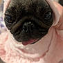 Daisy is registered to the contest to win money with this photo: dog, pug, close_up, blanket, pink, cute, tongue_out, pet, animal, fur, face, small_dog, cozy, indoors, hand, wrapped, soft, warm, adorable, portrait