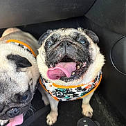 Bambi joined the competition — help win amazing prizes! dog, pug, tongue_out, pet, animal, car_interior, floor, harness, black_and_tan, cute, two_dogs, happy, panting, close_up, shoes, footwear, indoor, companions, playful, friendship