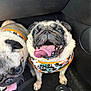 dog, pug, tongue_out, pet, animal, car_interior, floor, harness, black_and_tan, cute, two_dogs, happy, panting, close_up, shoes, footwear, indoor, companions, playful, friendship