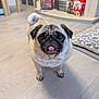 dog, pug, pet, indoor, floor, tongue, cute, animal, canine, fur, face, eyes, ears, tail, home, carpet, fireplace, wooden_floor, domestic, companion