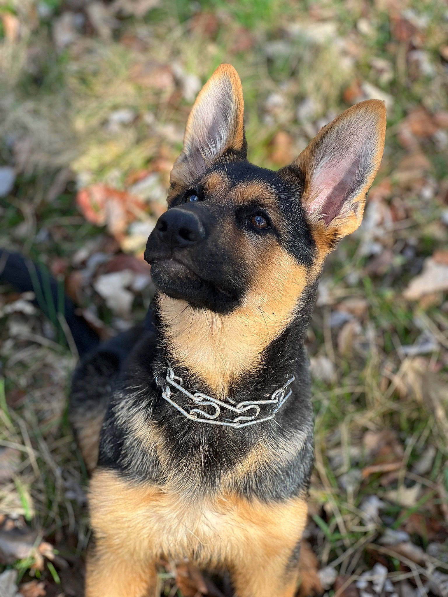 Freya is registered to the contest to win money with this photo: carnivore, collar, companion_dog, dog, dog_breed, dog_collar, east_european_shepherd, fawn, fur, grass, plant, snout, tail, terrestrial_animal, whiskers, wildlife, working_animal, working_dog