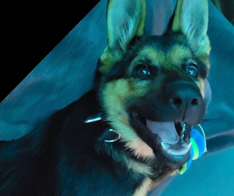 Freya joined the competition — help win amazing prizes! ancient_dog_breeds, canidae, canis, carnivore, companion_dog, dog, dog_breed, dog_supply, electric_blue, fawn, fur, herding_dog, iris, jaw, snout, sporting_group, terrestrial_animal, whiskers, working_animal, working_dog