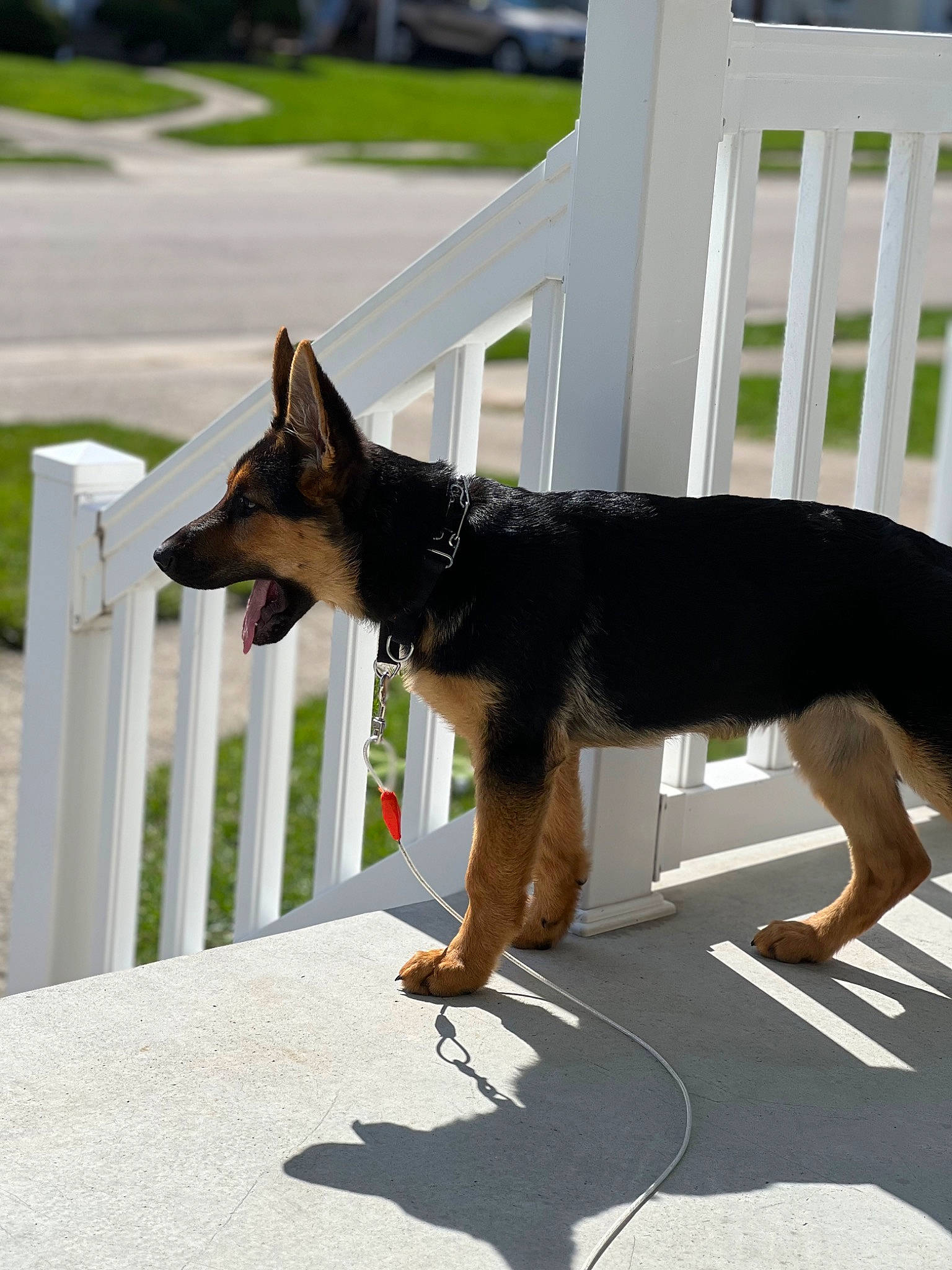 Freya is registered to the contest to win money with this photo: canidae, carnivore, collar, companion_dog, dog, dog_breed, dog_supply, door, east_european_shepherd, fence, grass, guard_dog, herding_dog, old_german_shepherd_dog, plant, snout, sporting_group, tail, working_animal, working_dog