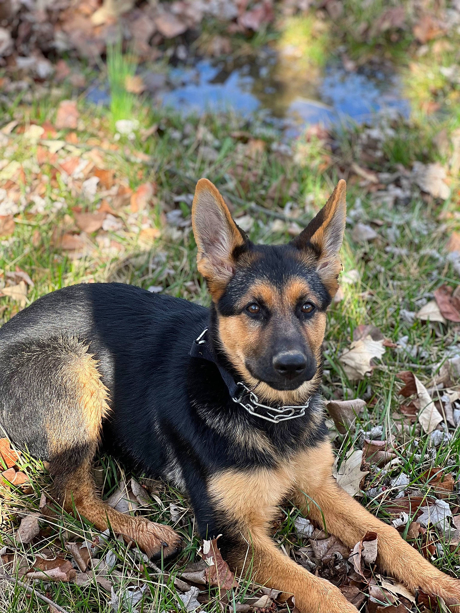 Freya joined the competition — help win amazing prizes! canidae, carnivore, companion_dog, dog, dog_breed, east_european_shepherd, fawn, german_shepherd_dog, grass, herding_dog, plant, snout, sporting_group, terrestrial_animal, working_animal, working_dog
