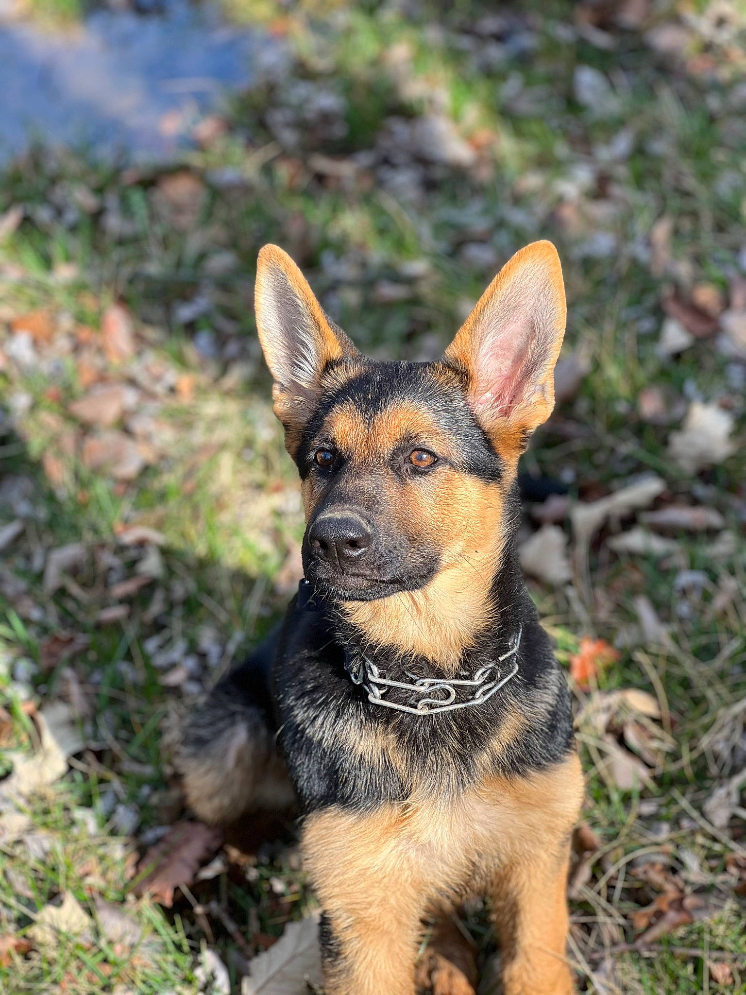 Freya is registered to the contest to win money with this photo: canidae, carnivore, companion_dog, dog, dog_breed, east_european_shepherd, fawn, german_shepherd_dog, grass, herding_dog, plant, snout, sporting_group, terrestrial_animal, working_dog