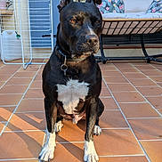 Venom a rejoint le concours — aidez-le/la à gagner de superbes lots ! dog, pet, black_dog, white_chest, white_paws, sitting, collar, outdoor, patio, terracotta_tiles, sunlight, portrait, animal, canine, hanging_chair, cushions, drying_rack, house_exterior, shadows, front_facing