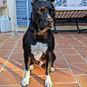 dog, pet, black_dog, white_chest, white_paws, sitting, collar, outdoor, patio, terracotta_tiles, sunlight, portrait, animal, canine, hanging_chair, cushions, drying_rack, house_exterior, shadows, front_facing