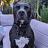Venom participe au concours pour gagner de l'argent avec cette photo : dog, black_and_white, pit_bull, sitting, outdoor, patio, sofa, couch, collar, leash_tag, white_chest, white_paws, garden, plants, succulents, backyard, smartphone, portrait, pet, relaxed