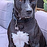 dog, black_and_white, sitting, portrait, collar, dog_tag, short_hair, white_chest, white_paws, upright_ears, brown_eyes, outdoor, patio, couch, cushions, plants, cactus, garden, pet, close_up