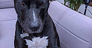 Venom a rejoint le concours — aidez-le/la à gagner de superbes lots ! dog, black_and_white, sitting, portrait, outdoor, patio, sofa, couch, plants, potted_plants, garden, collar, dog_tag, white_chest, white_paws, human_hand, game_controller, furniture, pet, funny_pose