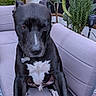 dog, black_and_white, sitting, portrait, outdoor, patio, sofa, couch, plants, potted_plants, garden, collar, dog_tag, white_chest, white_paws, human_hand, game_controller, furniture, pet, funny_pose