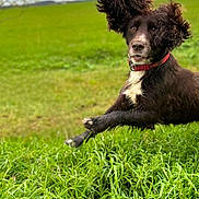 Barney is registered to the contest to win money with this photo: active, animal, canine, collar, daytime, dog, ears, energetic, field, fur, grass, greenery, leaping, mammal, motion, nature, outdoor, pet, playful, running