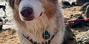 Kobe a rejoint le concours — aidez-le/la à gagner de superbes lots ! dog, beach, sand, rocks, water, wet_fur, blue_eyes, collar, leash, outdoor, daylight, pet, animal, curious, closeup, portrait, nature, sea, sky, sunlight