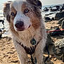 dog, beach, sand, rocks, water, wet_fur, blue_eyes, collar, leash, outdoor, daylight, pet, animal, curious, closeup, portrait, nature, sea, sky, sunlight
