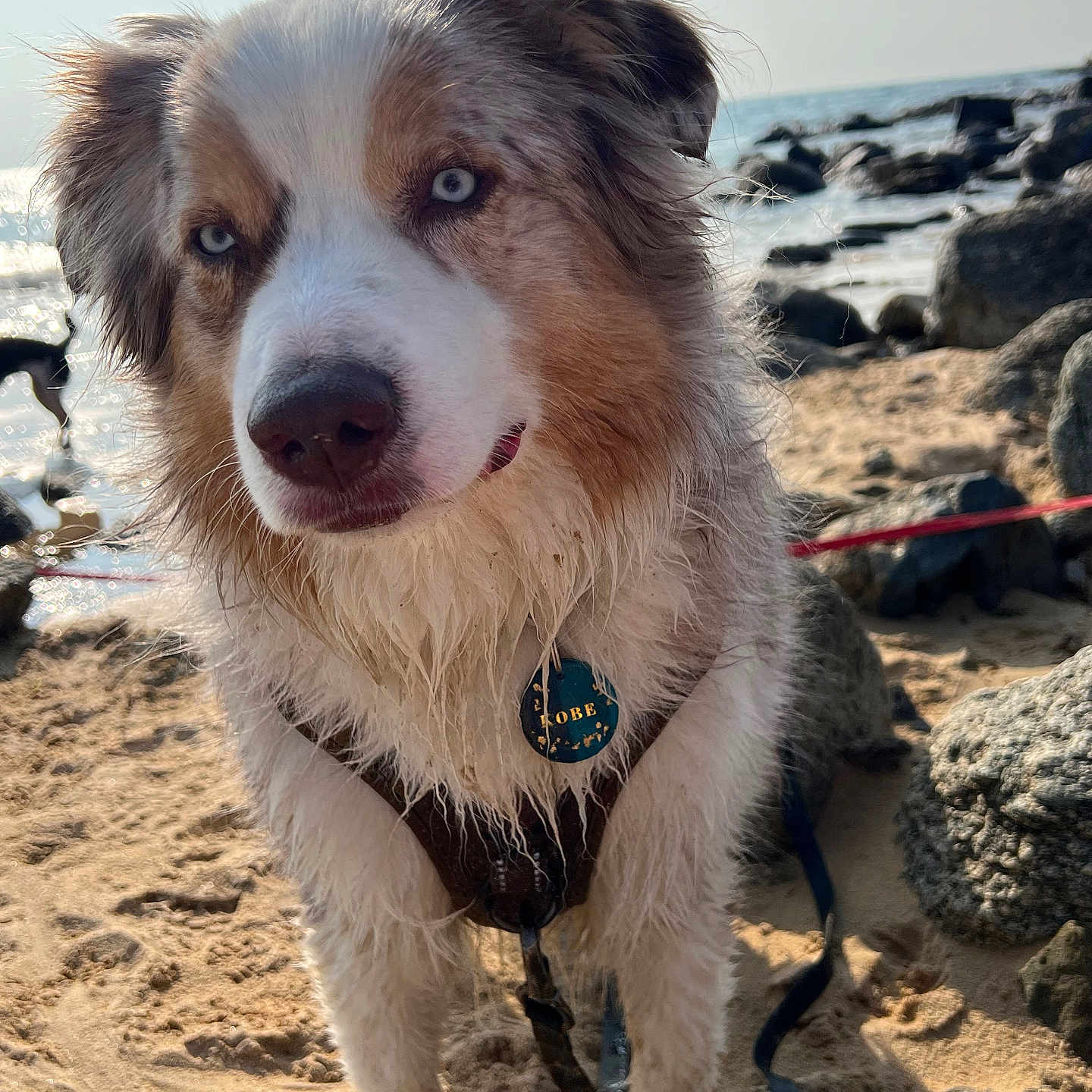 Kobe a rejoint le concours — aidez-le/la à gagner de superbes lots ! animal, beach, blue_eyes, closeup, collar, curious, daylight, dog, leash, nature, outdoor, pet, portrait, rocks, sand, sea, sky, sunlight, water, wet_fur