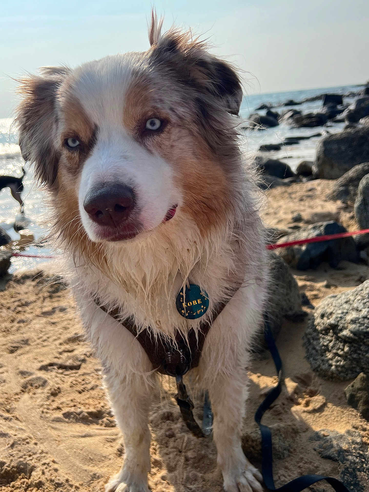 Kobe a rejoint le concours — aidez-le/la à gagner de superbes lots ! dog, beach, sand, rocks, water, wet_fur, blue_eyes, collar, leash, outdoor, daylight, pet, animal, curious, closeup, portrait, nature, sea, sky, sunlight