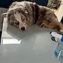 Kobe participe au concours pour gagner de l'argent avec cette photo : dog, australian_shepherd, sleeping, table, indoor, pet, fur, relaxed, cozy, home, kitchen, window, plant, chair, reflection, paw, nose, tabletop, domestic, resting