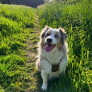 Kobe participe au concours pour gagner de l'argent avec cette photo : dog, australian_shepherd, grass, path, sunlight, outdoor, nature, blue_eyes, happy, tongue_out, greenery, summer, canine, pet, animal, fur, walk, daytime, field, smiling