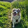 dog, australian_shepherd, grass, path, sunlight, outdoor, nature, blue_eyes, happy, tongue_out, greenery, summer, canine, pet, animal, fur, walk, daytime, field, smiling