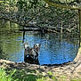 Kobe participe au concours pour gagner de l'argent avec cette photo : dog, water, pond, tree, greenery, grass, nature, outdoor, animal, happy, tongue_out, sunlight, reflection, forest, leaves, branch, canine, pet, summer, playful