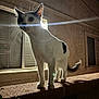 Minnie joined the competition — help win amazing prizes! animal, backlit, black_and_white_cat, brick_wall, cat, curious, explorer, feline, glow, lens_flare, light, mysterious, night, outdoor, pet, quiet, shadow, tail, whiskers, window