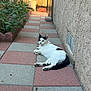 Minnie is registered to the contest to win money with this photo: animal, black_and_white, cat, daytime, feline, garden, lying_down, nature, outdoor, pathway, pavement, pet, plants, relaxed, resting, sidewalk, sunlight, texture, tiles, wall