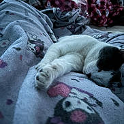Minnie is registered to the contest to win money with this photo: animal, blanket, cartoon, cat, comfort, cozy, cute, domestic, fabric, feline, home, indoor, napping, paw, pet, plaid, relaxed, resting, sleeping, soft
