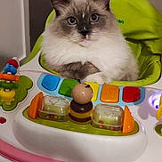 Urka participe au concours pour gagner de l'argent avec cette photo : cat, fluffy, blue_eyes, baby_chair, toy, colorful, indoor, pet, cute, playful, animal, feline, seat, plastic, bee_toy, curious, calm, domestic, portrait, closeup