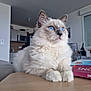 cat, fluffy, blue_eyes, table, indoor, modern_kitchen, feline, pet, relaxed, white_fur, close_up, domestic_animal, curious, portrait, animal, cozy, home, cute, whiskers, paws