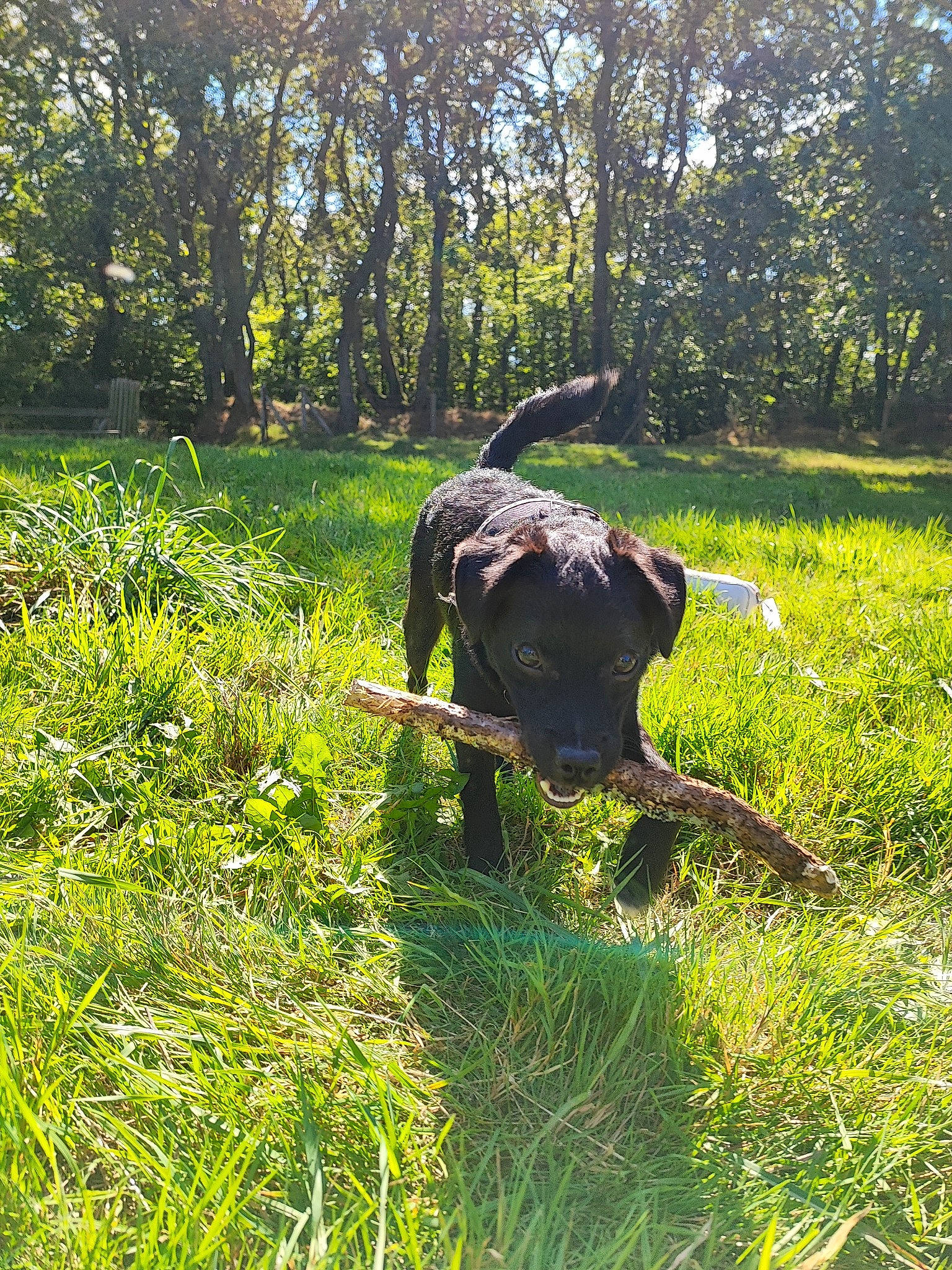 Yuki a rejoint le concours — aidez-le/la à gagner de superbes lots ! carnivore, dog, dog_breed, fawn, grass, grassland, groundcover, leaf, mammal, natural_landscape, people_in_nature, plant, plant_community, shrub, tail, terrestrial_animal, terrestrial_plant, tree, vertebrate, working_animal
